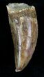 Bargain Carcharodontosaurus Tooth - Thick Tooth #22512-1